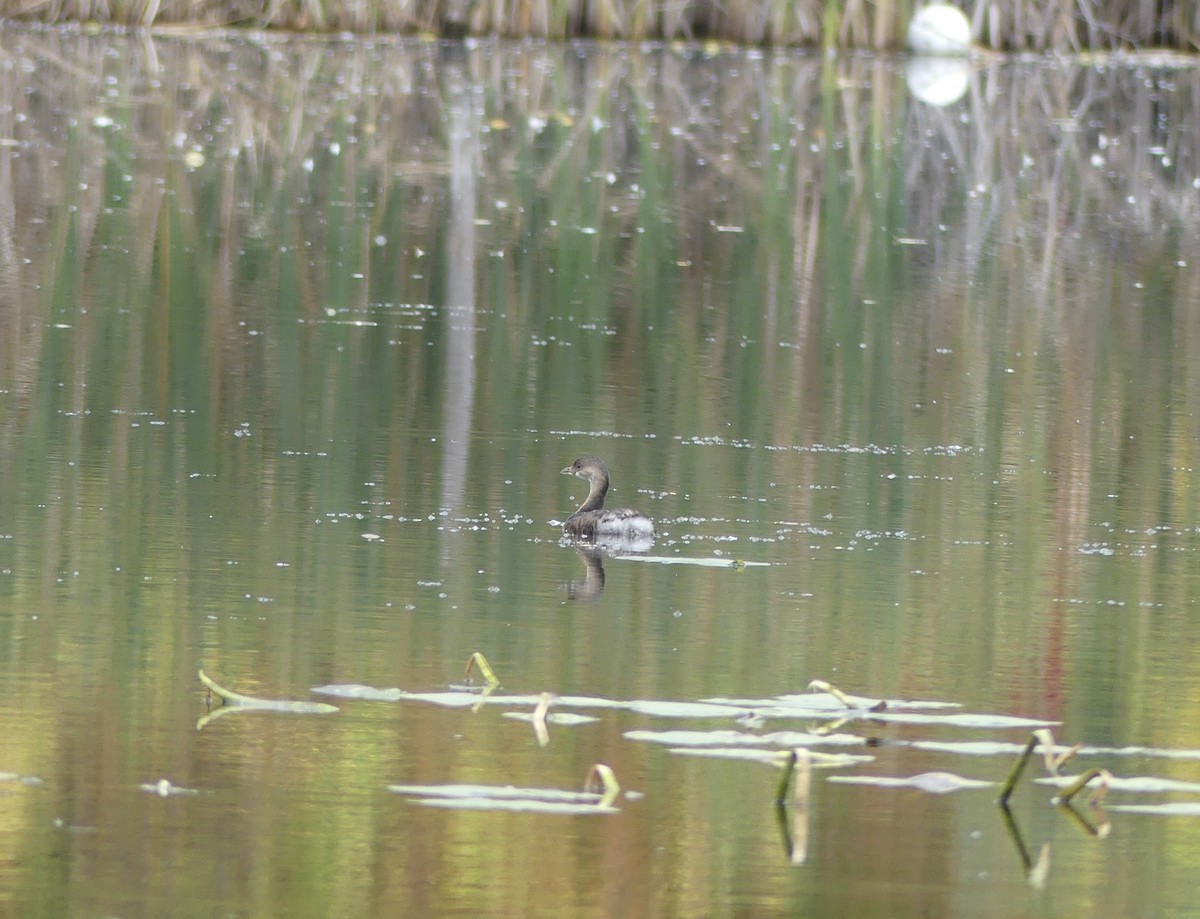 Pied-billed Grebe - ML644184571