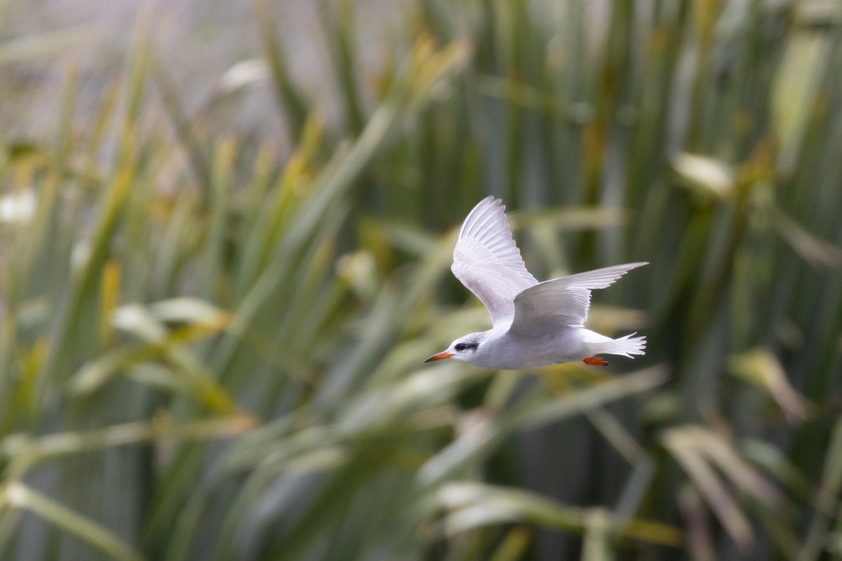 Black-fronted Tern - ML644184573
