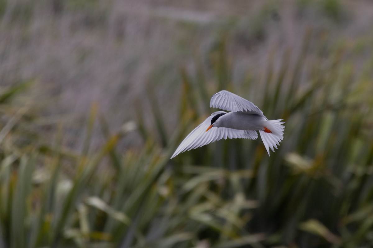 Black-fronted Tern - ML644184574