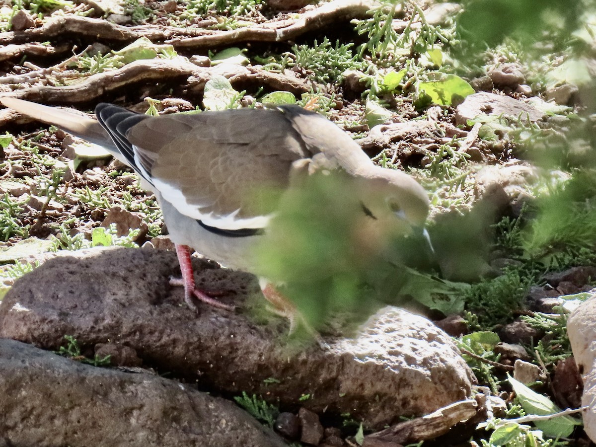 White-winged Dove - ML644184578