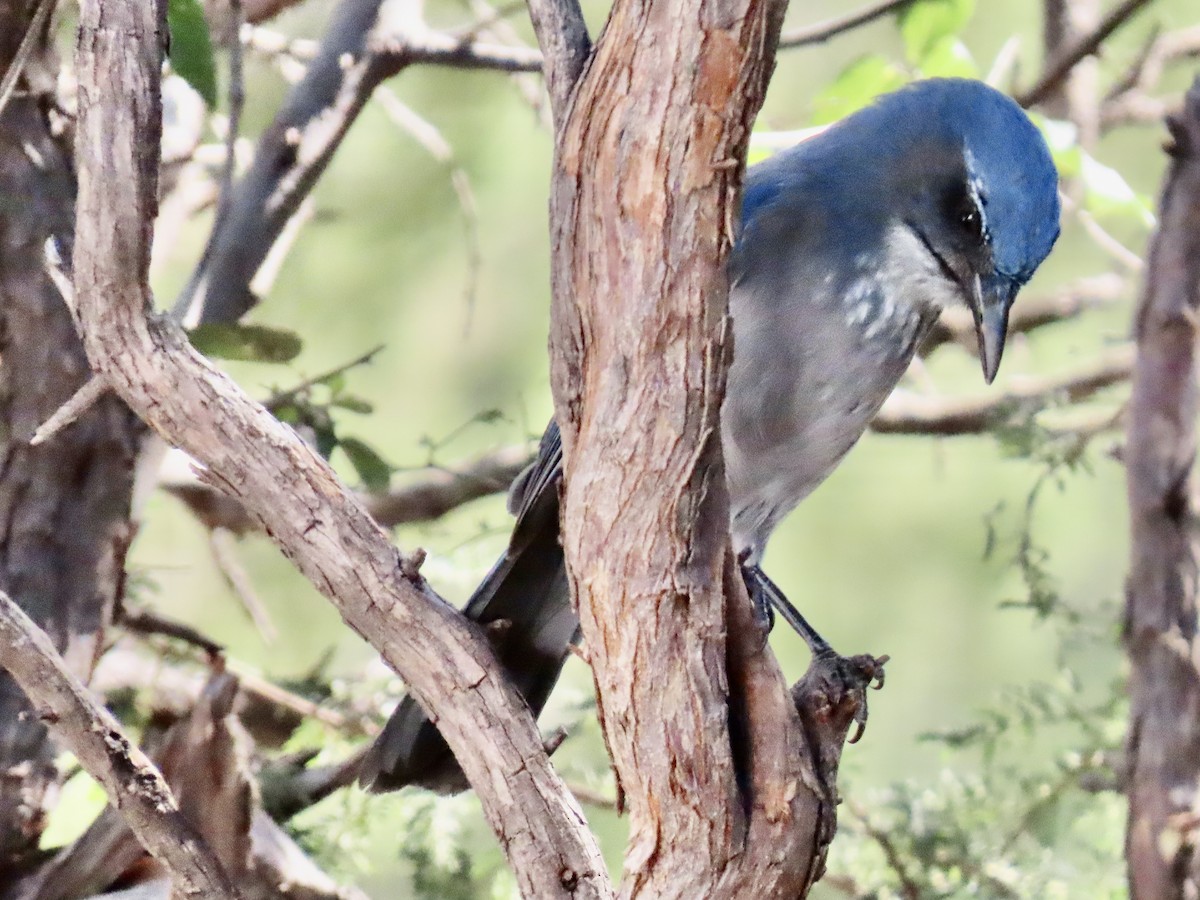 Woodhouse's Scrub-Jay - ML644184584