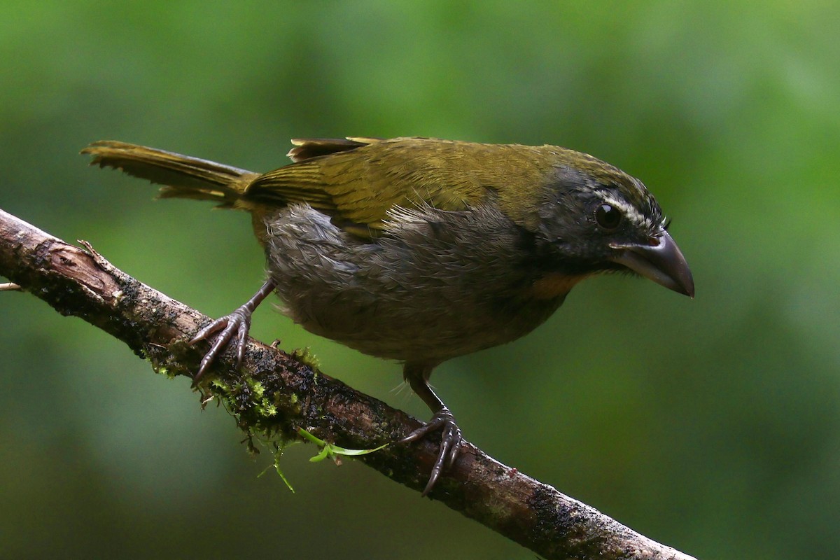 Buff-throated Saltator - ML644184588