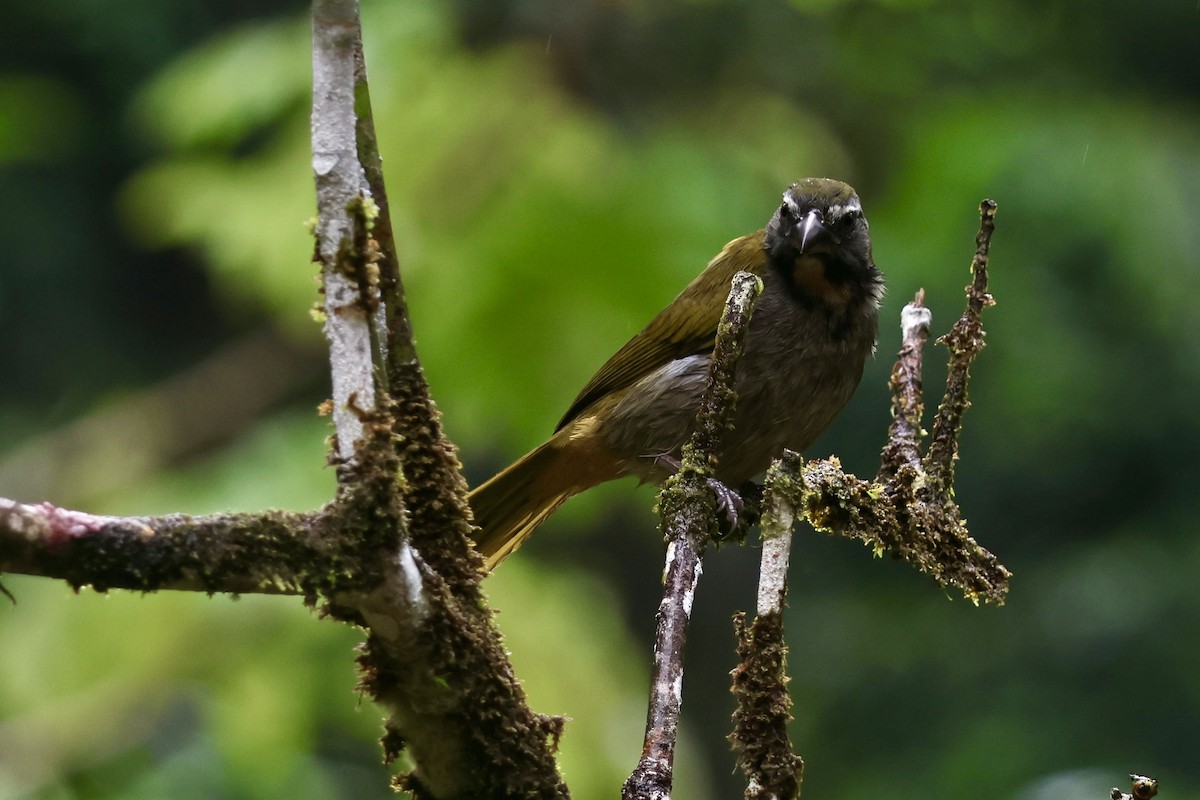 Buff-throated Saltator - ML644184589