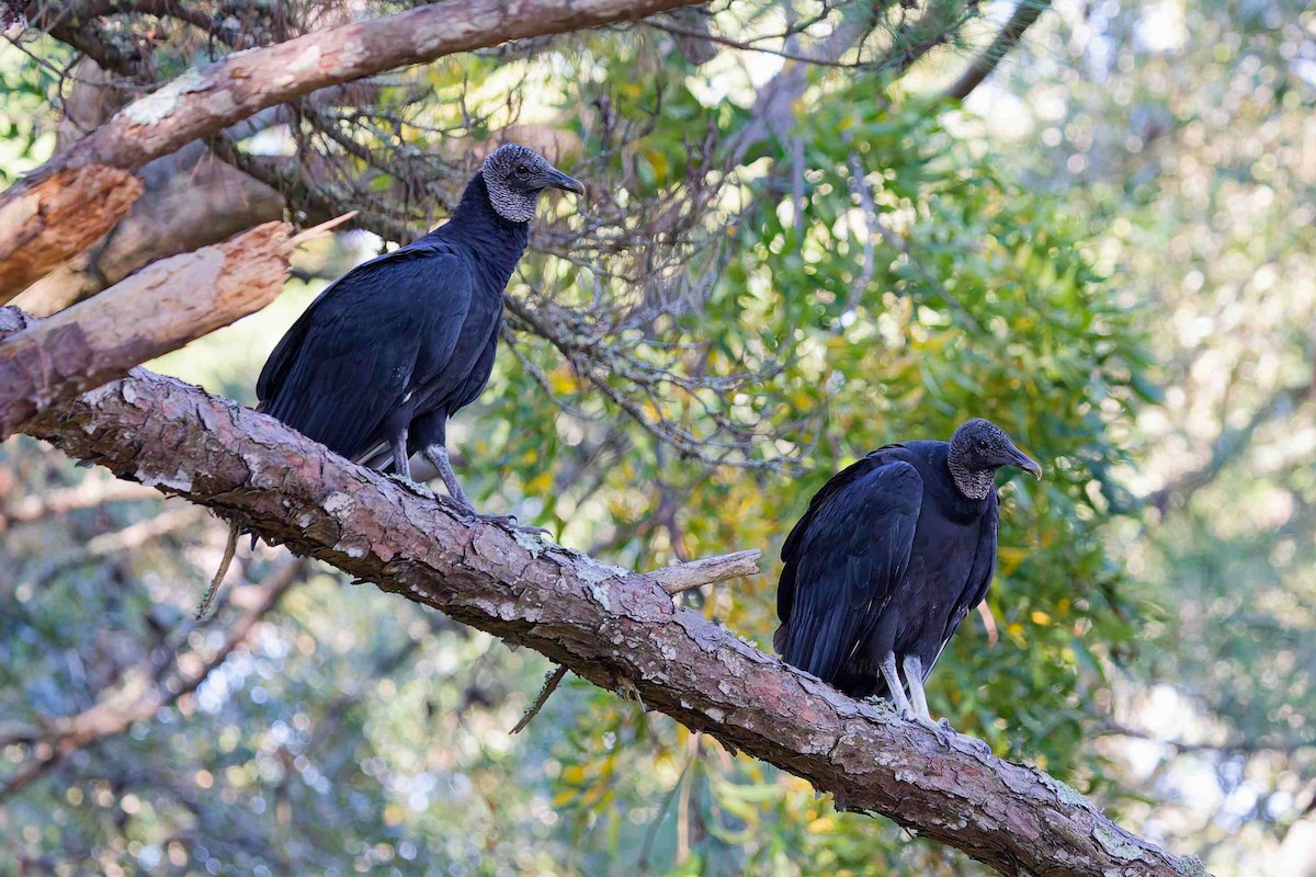 Black Vulture - ML644184596