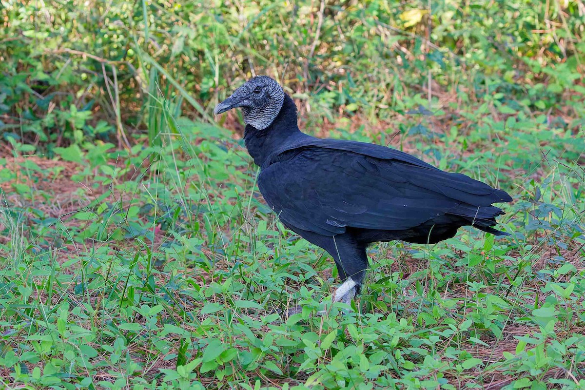 Black Vulture - ML644184597