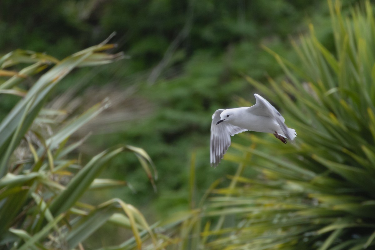 Black-billed Gull - ML644184600