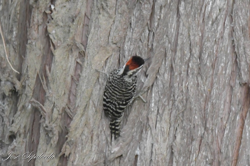 Дятел чилійський - ML644184606