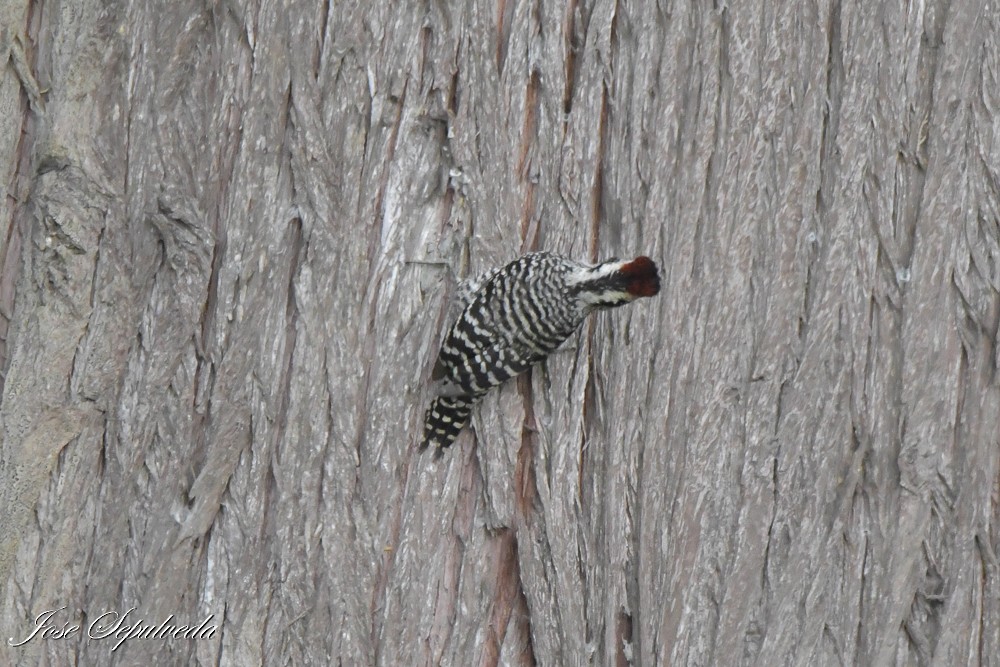 Дятел чилійський - ML644184607