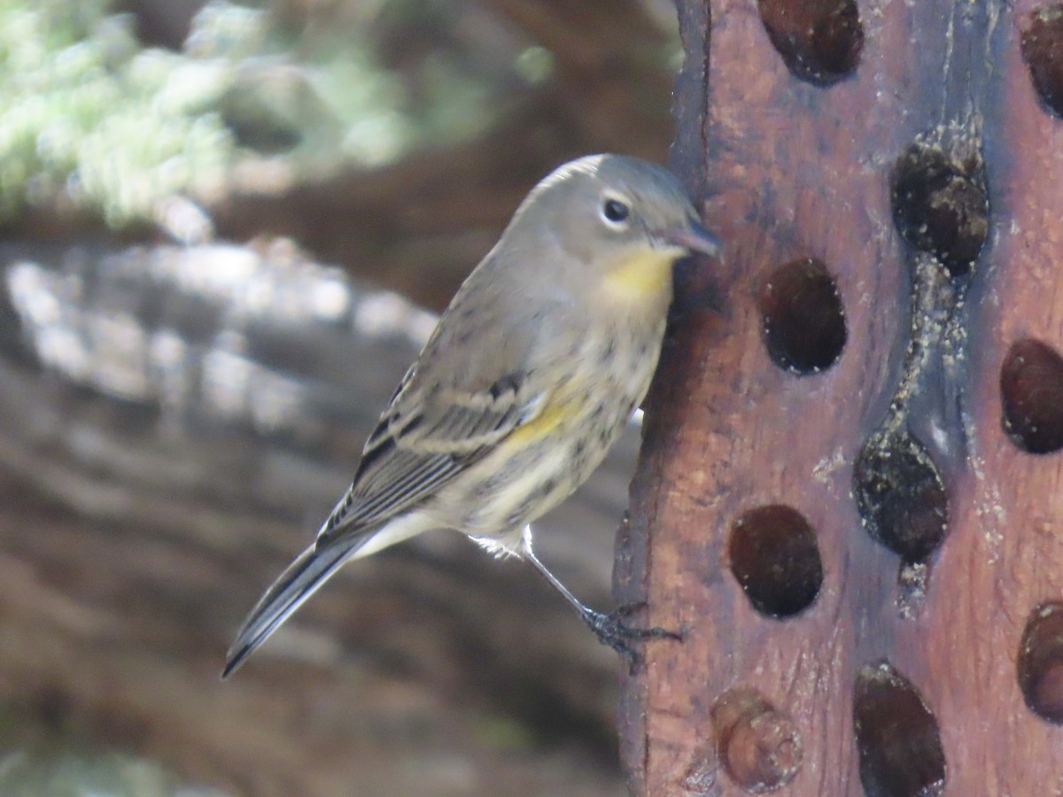 Yellow-rumped Warbler - ML644184610