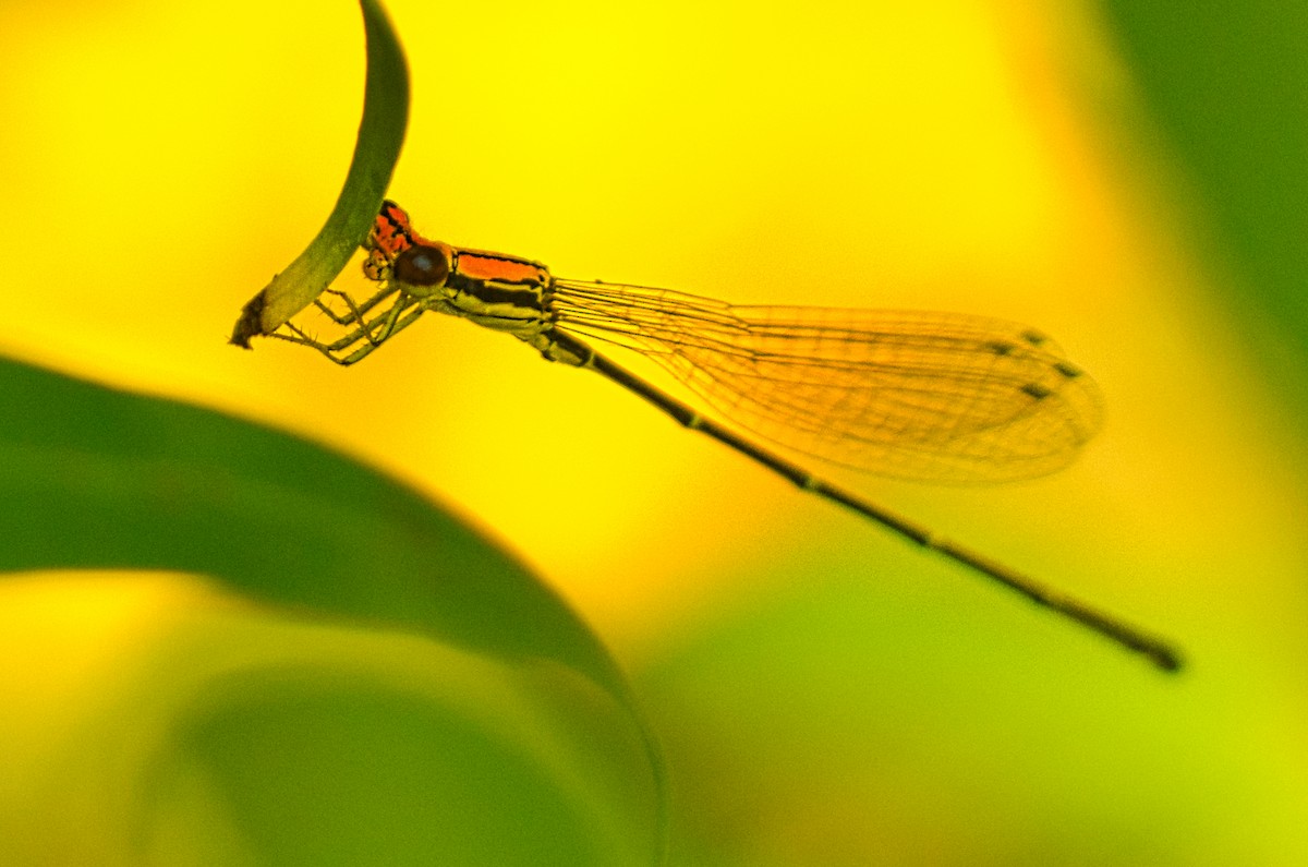 Tiger Threadtail - ML644184611