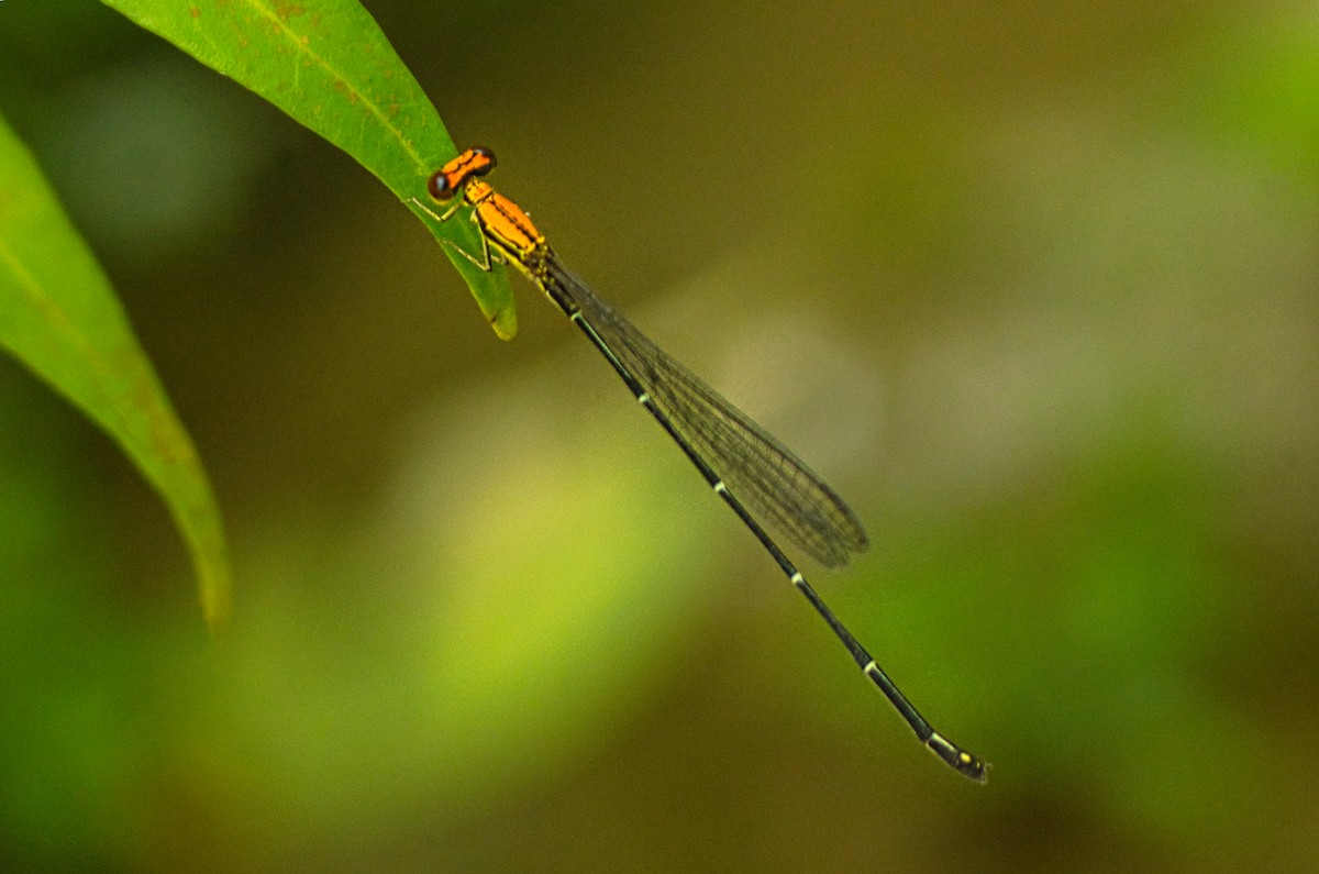 Tiger Threadtail - ML644184613