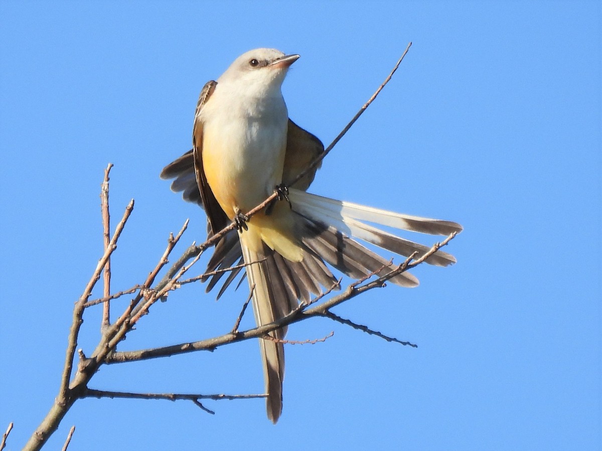 Scissor-tailed Flycatcher - ML644184615