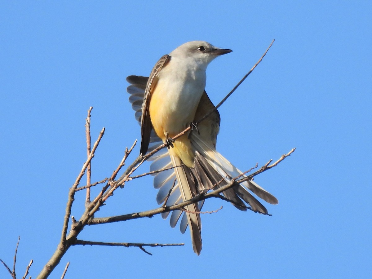 Scissor-tailed Flycatcher - ML644184616