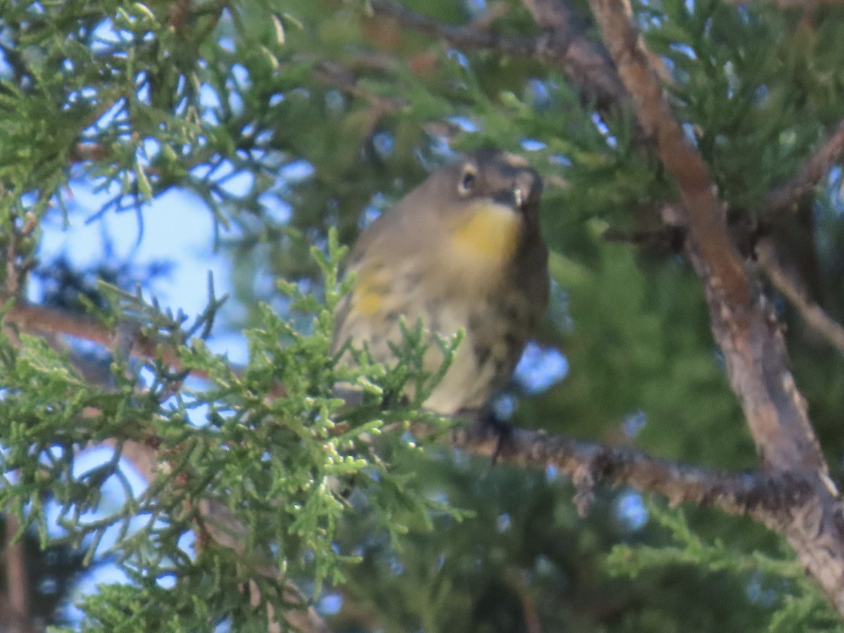Yellow-rumped Warbler - ML644184617