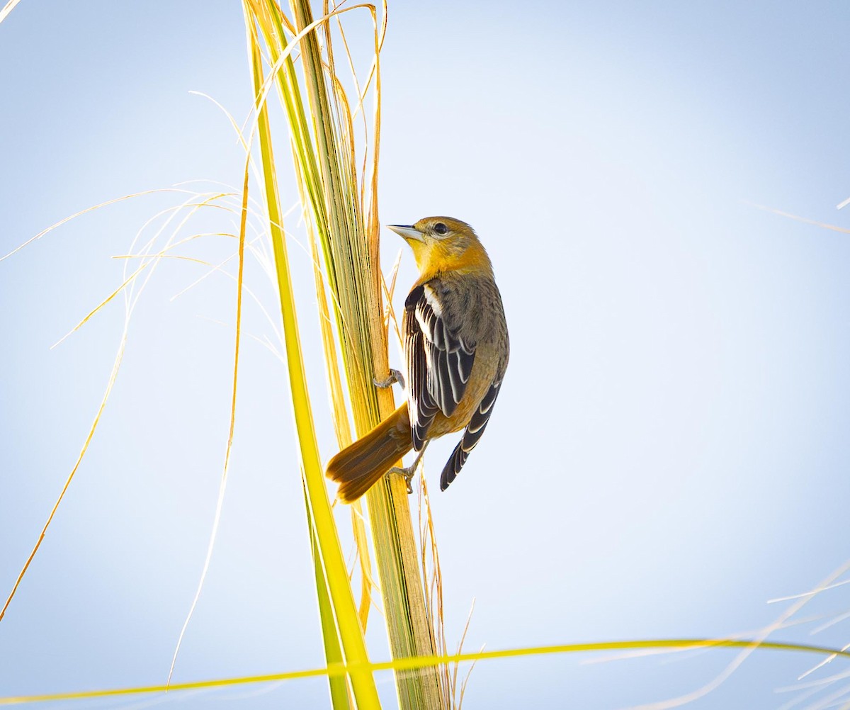 Балтиморский трупиал - ML644184618