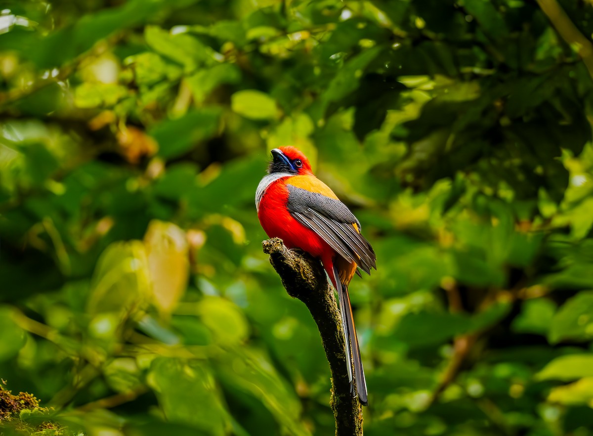 Whitehead's Trogon - ML644184621