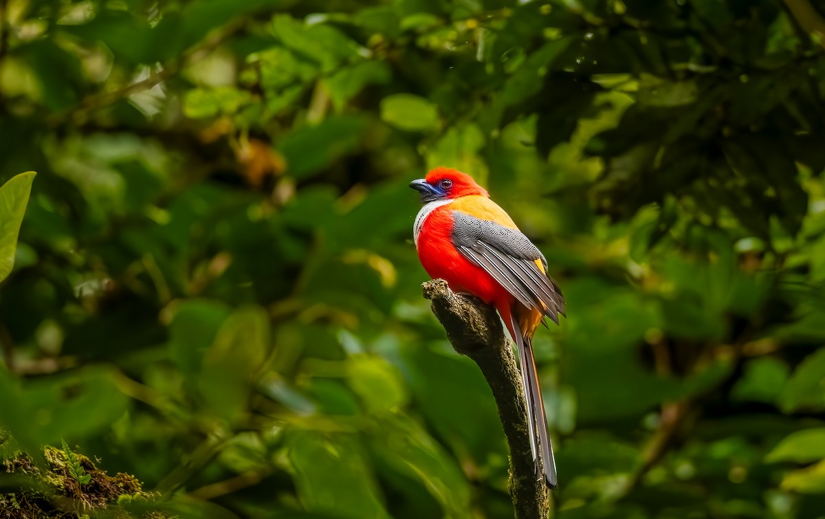 Whitehead's Trogon - ML644184622
