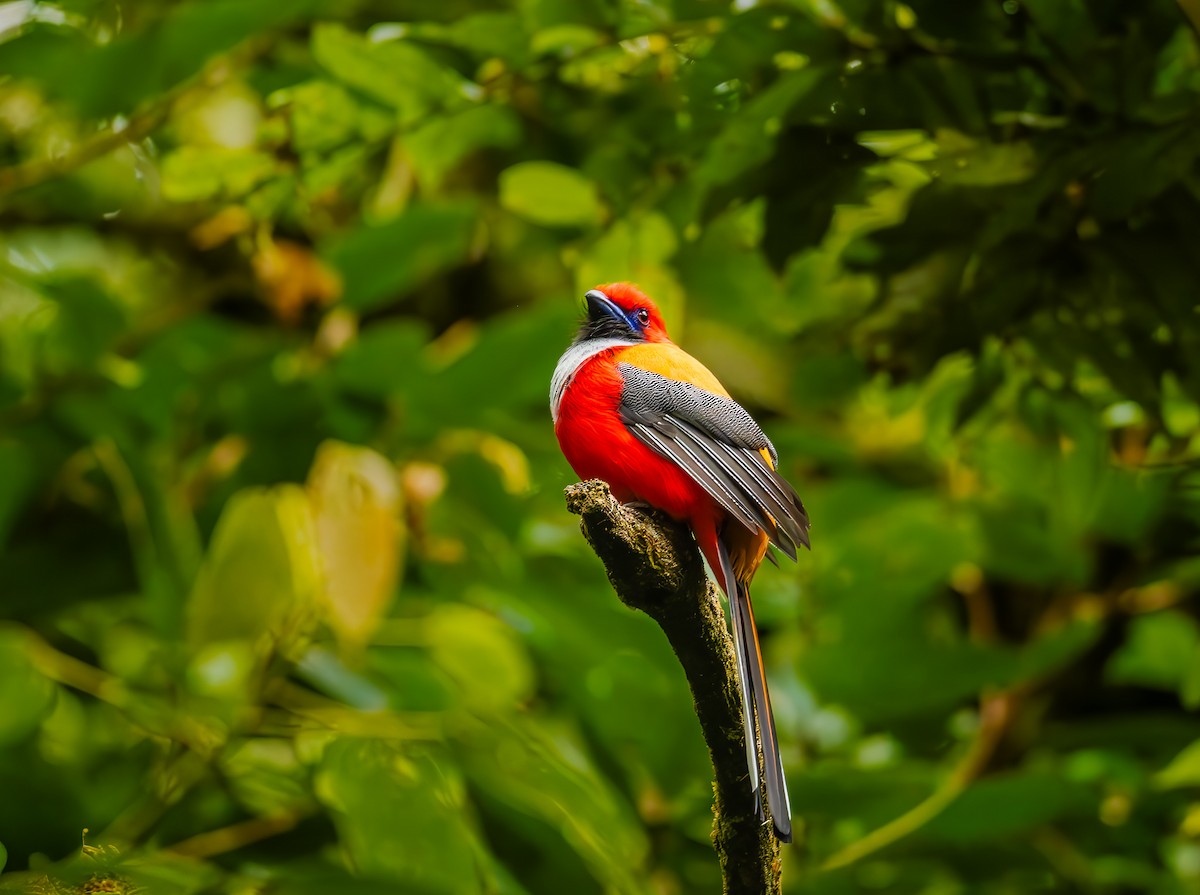 Whitehead's Trogon - ML644184623