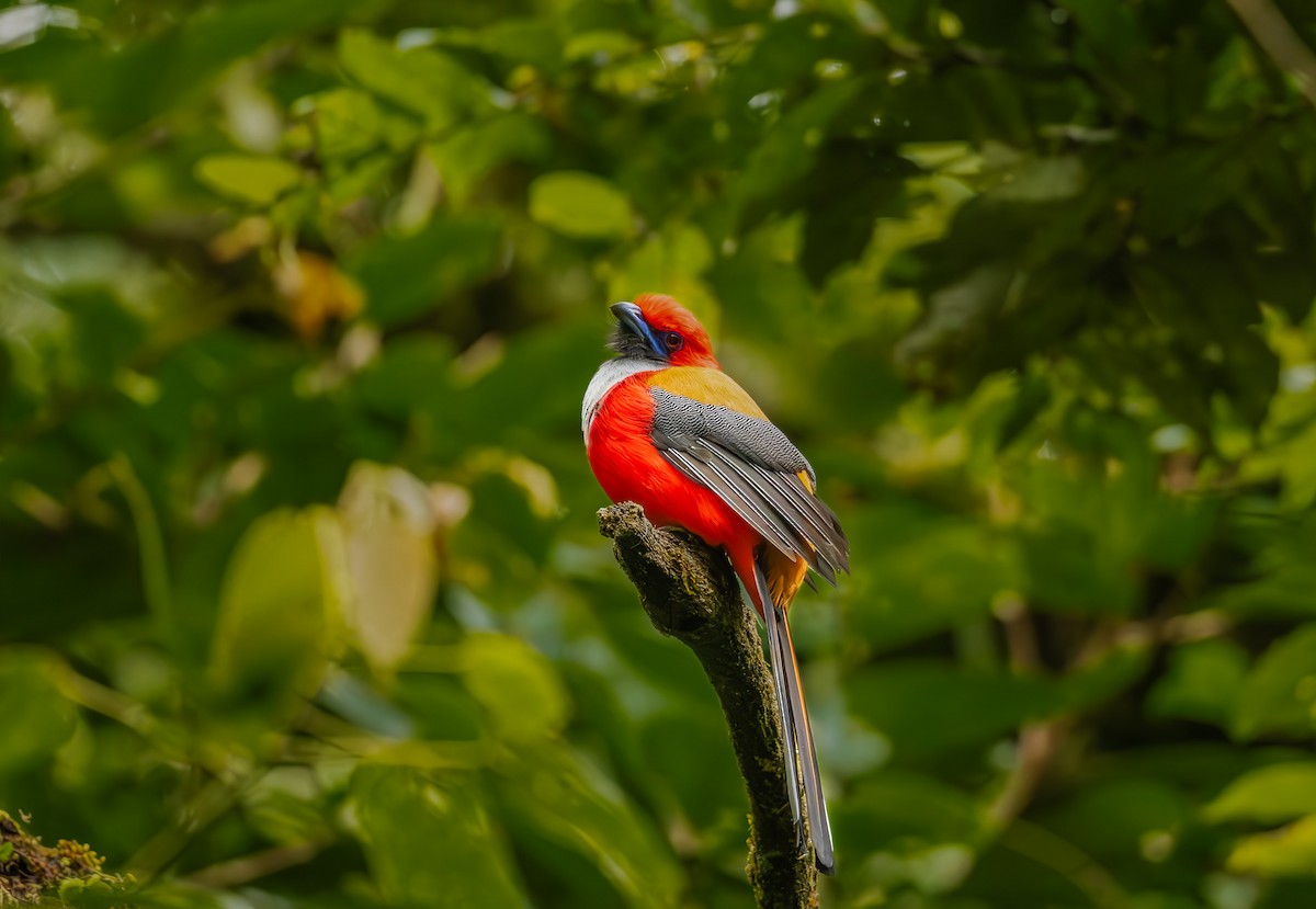 Whitehead's Trogon - ML644184624