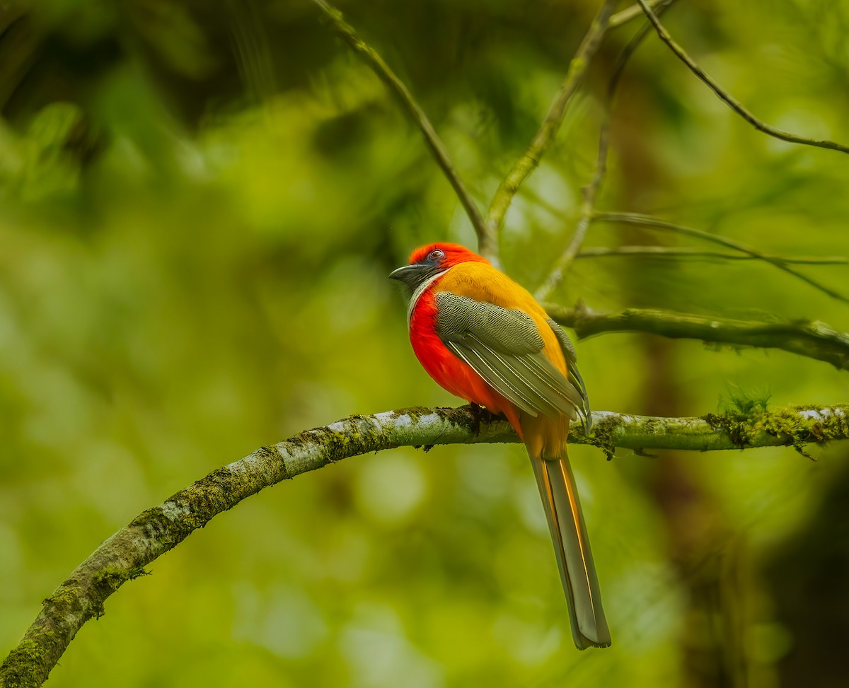 Whitehead's Trogon - ML644184625