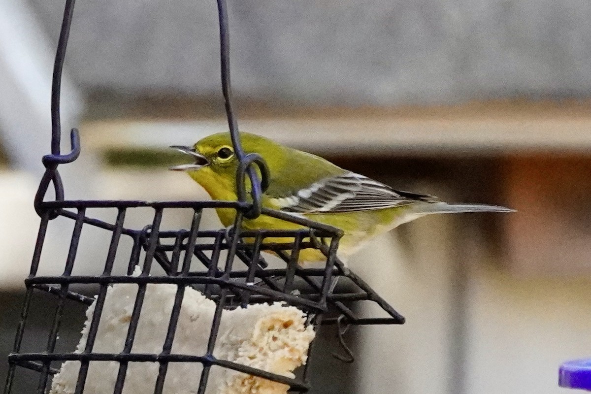 Pine Warbler - ML644184626