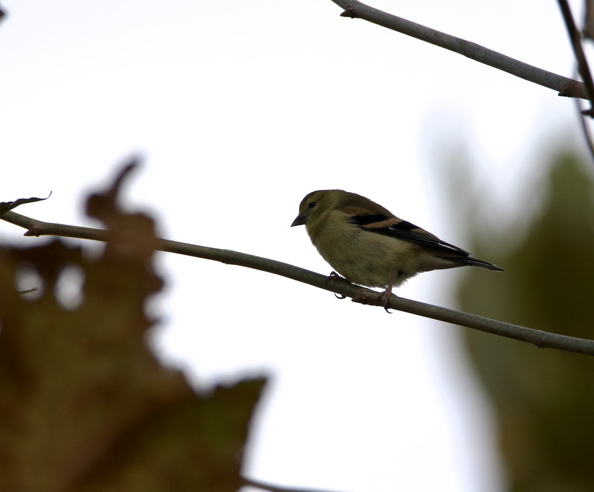 American Goldfinch - ML644184636