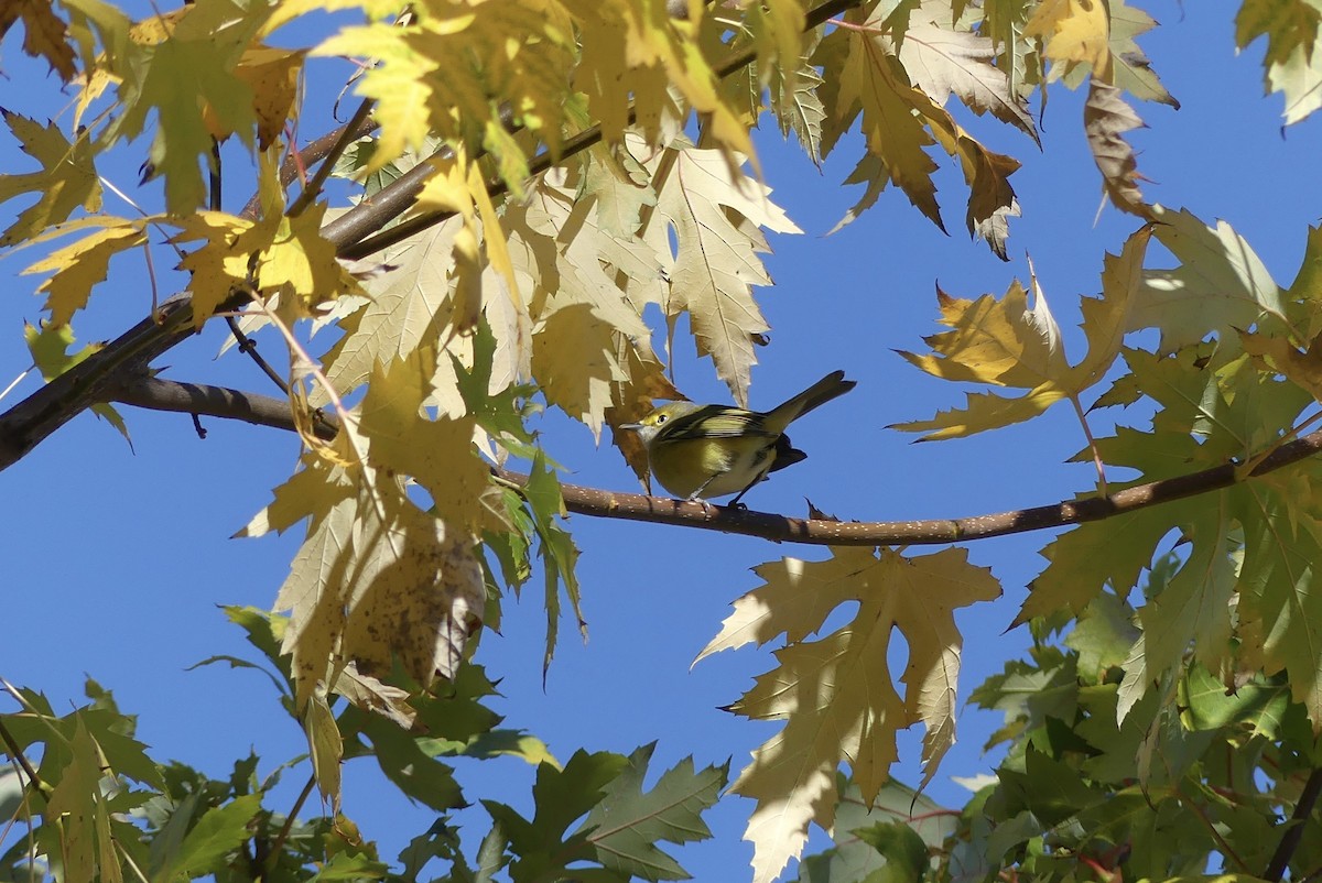 White-eyed Vireo - ML644184638