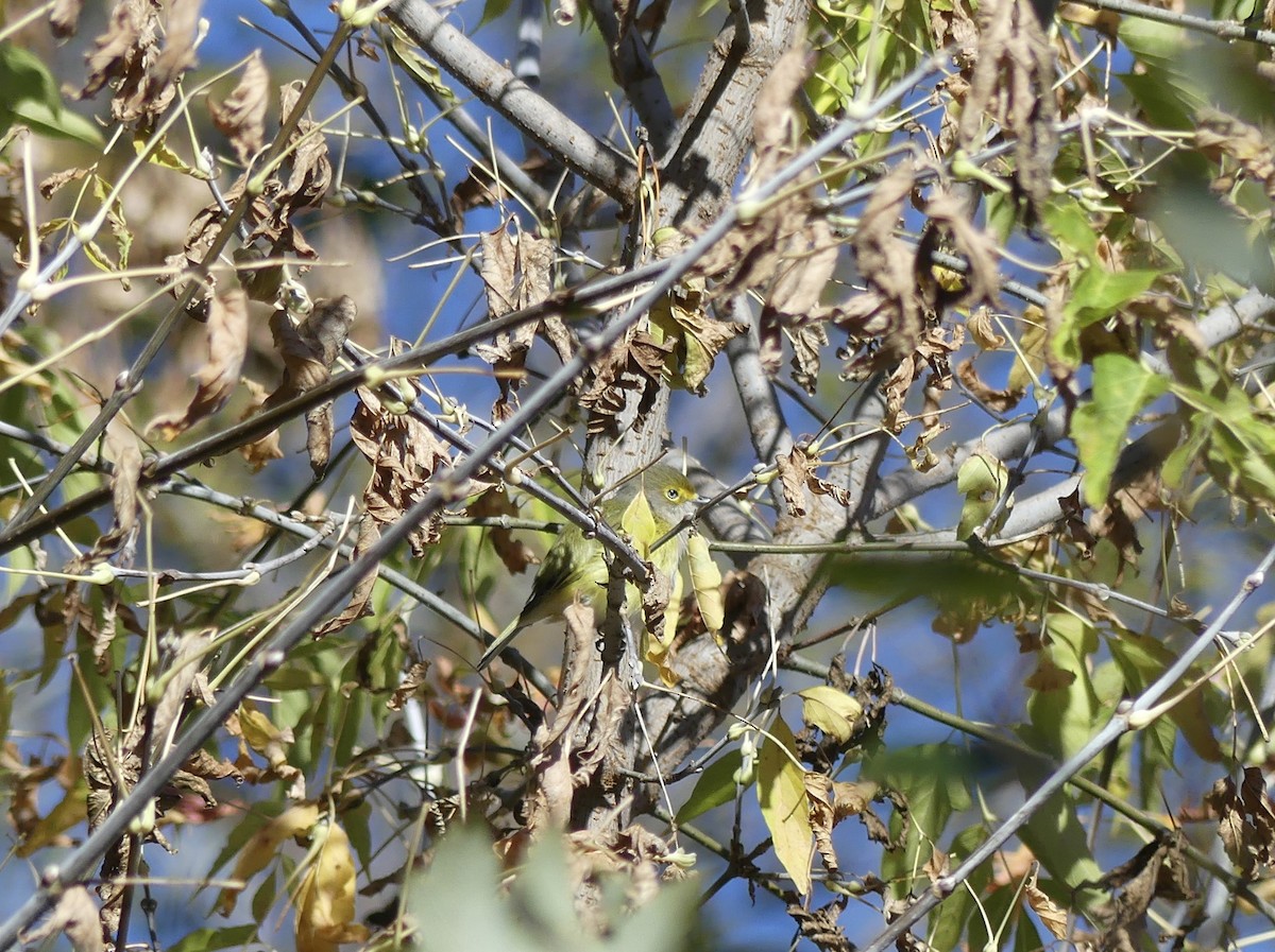 White-eyed Vireo - ML644184639