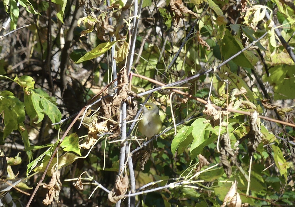 White-eyed Vireo - ML644184640