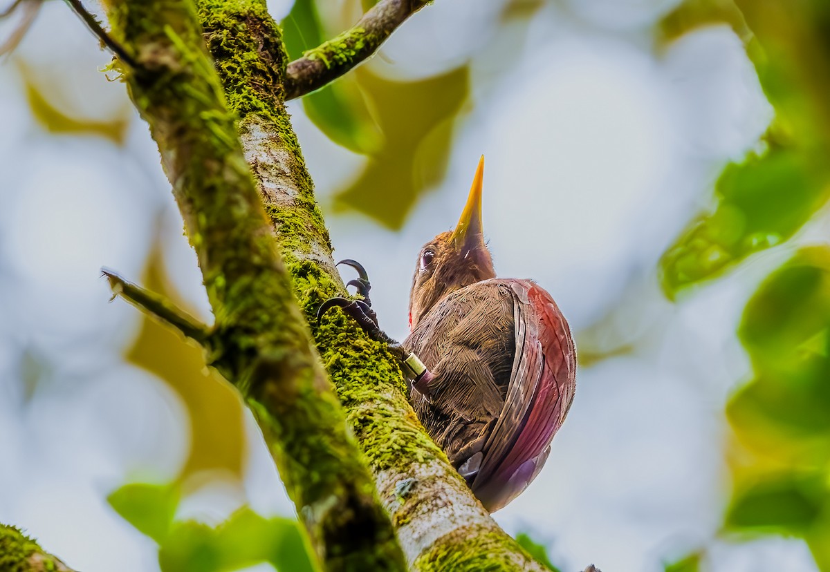 Maroon Woodpecker - ML644184645