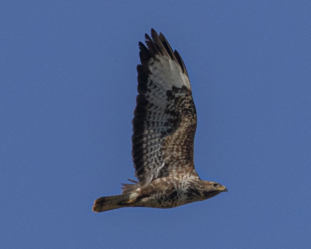 Common Buzzard - ML644184646
