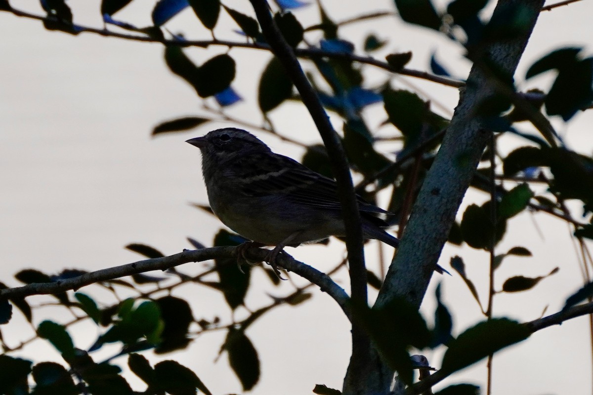 Chipping Sparrow - ML644184650