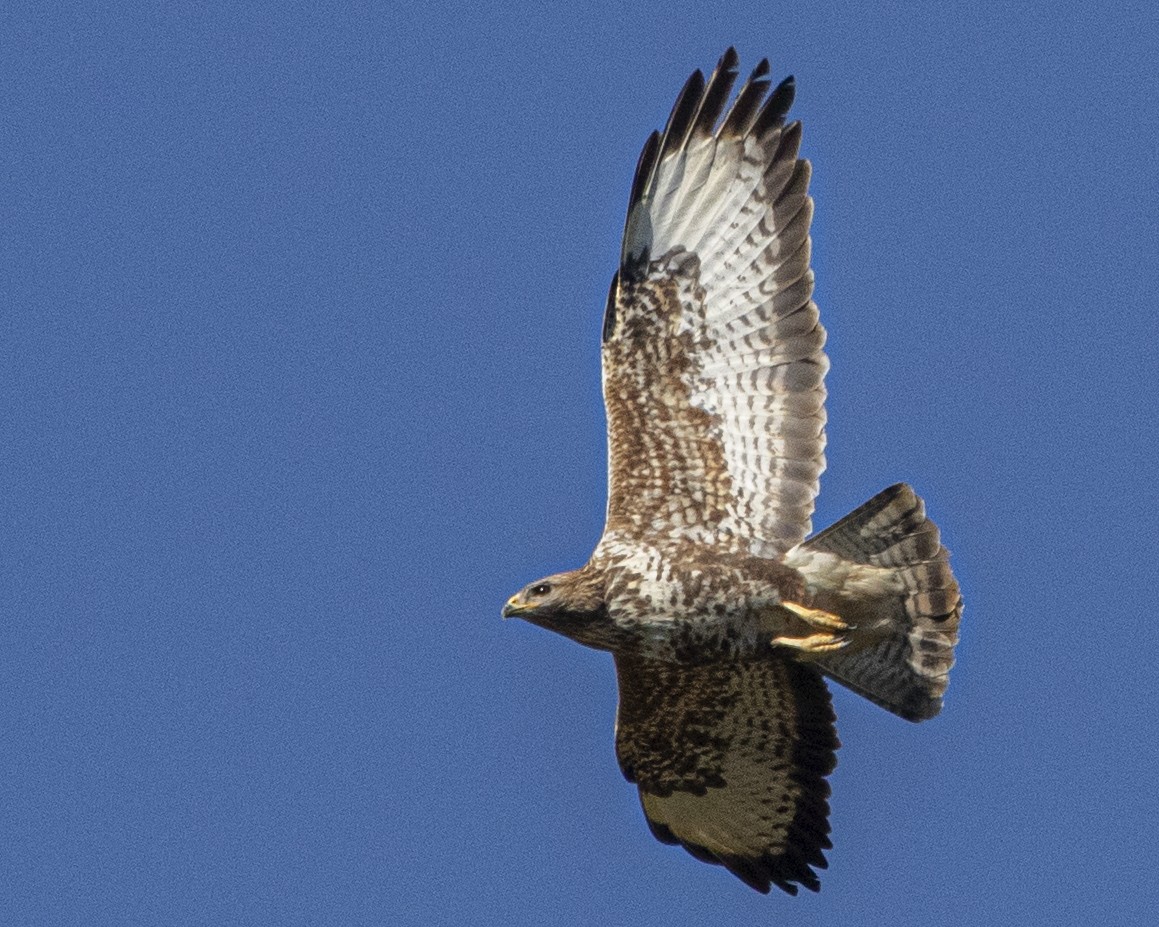 Common Buzzard - ML644184651