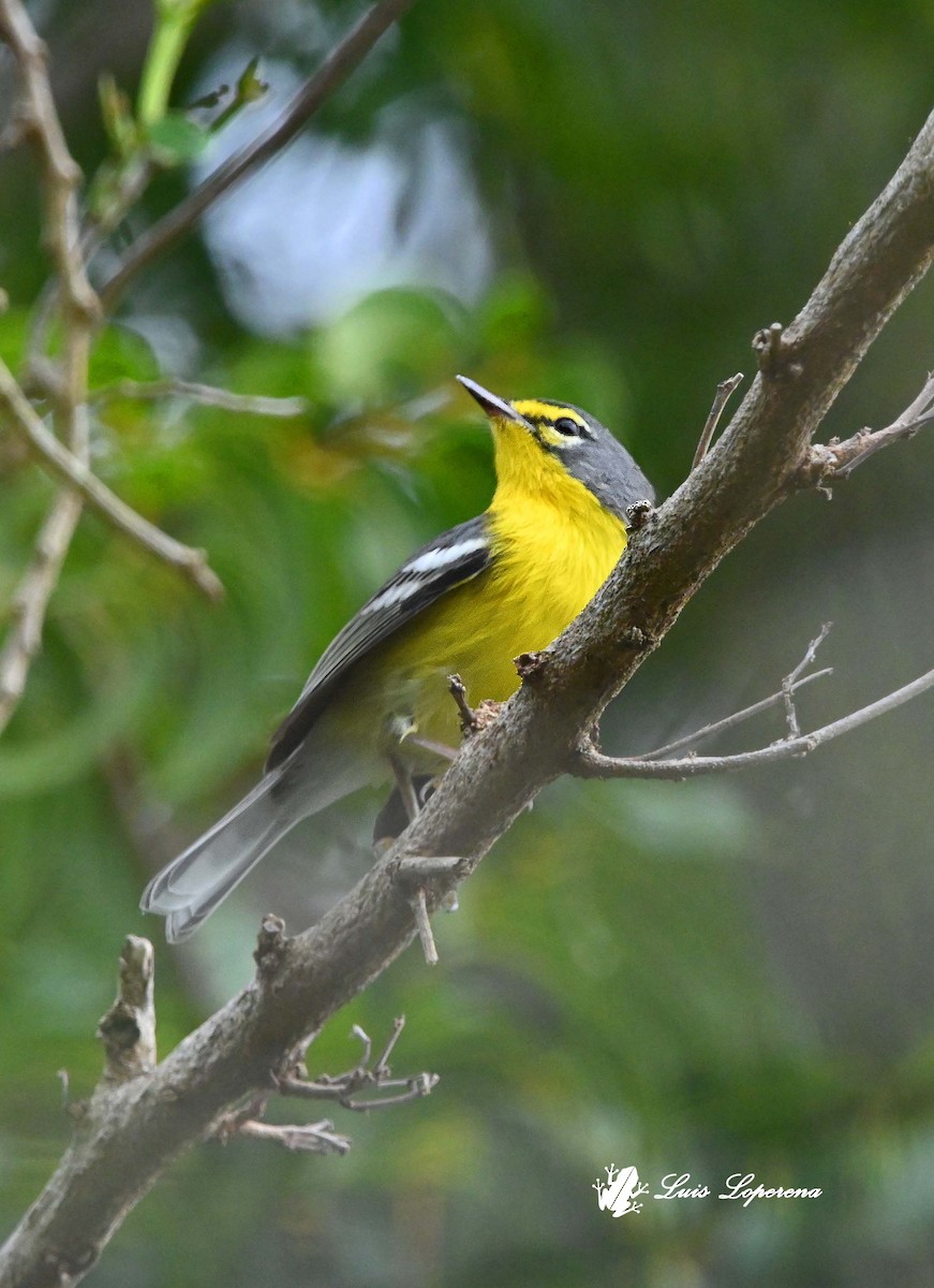 Adelaide's Warbler - ML644184652