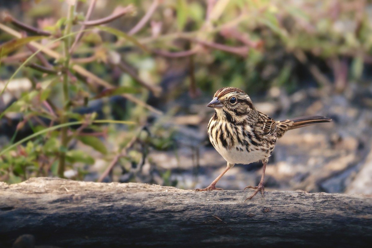 Singammer - ML644184654