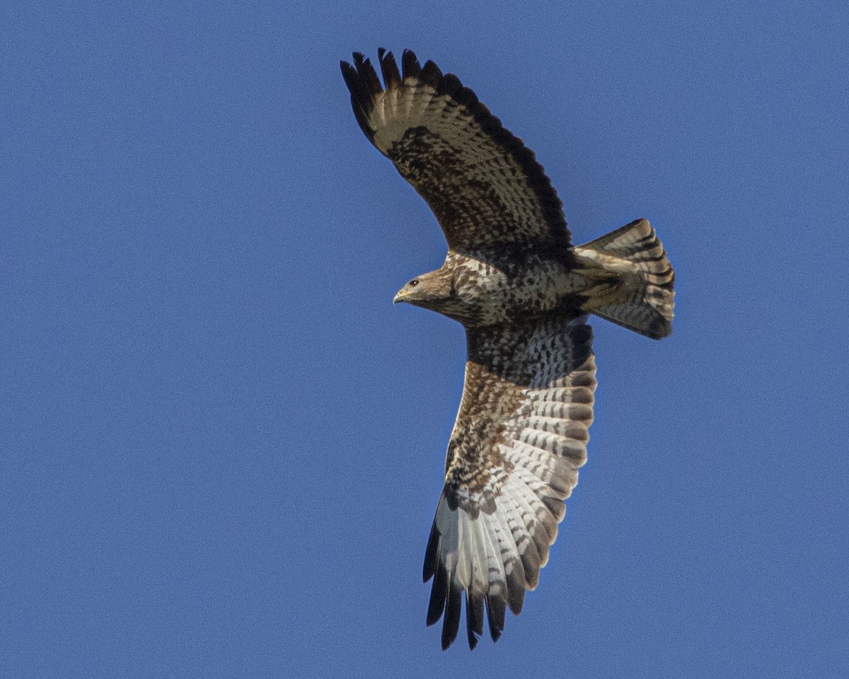 Common Buzzard - ML644184658