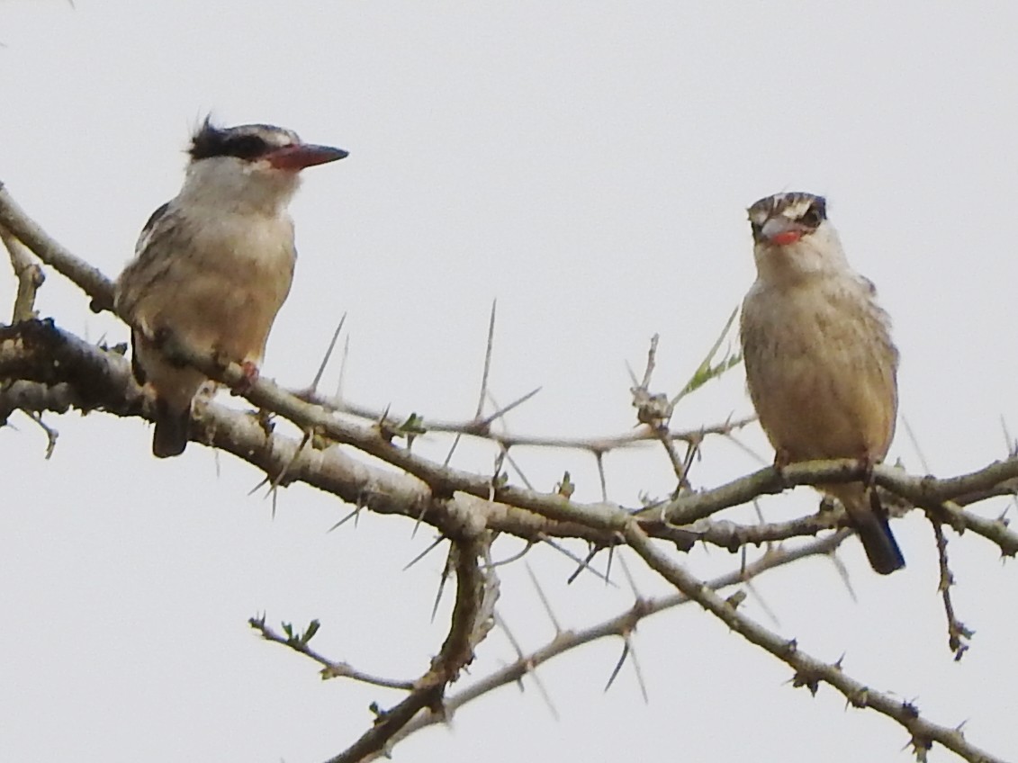 Striped Kingfisher - ML644184727