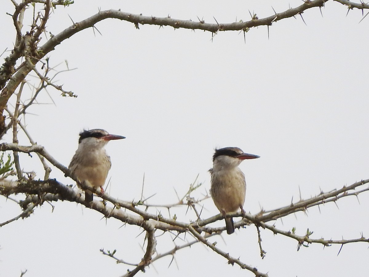Striped Kingfisher - ML644184728