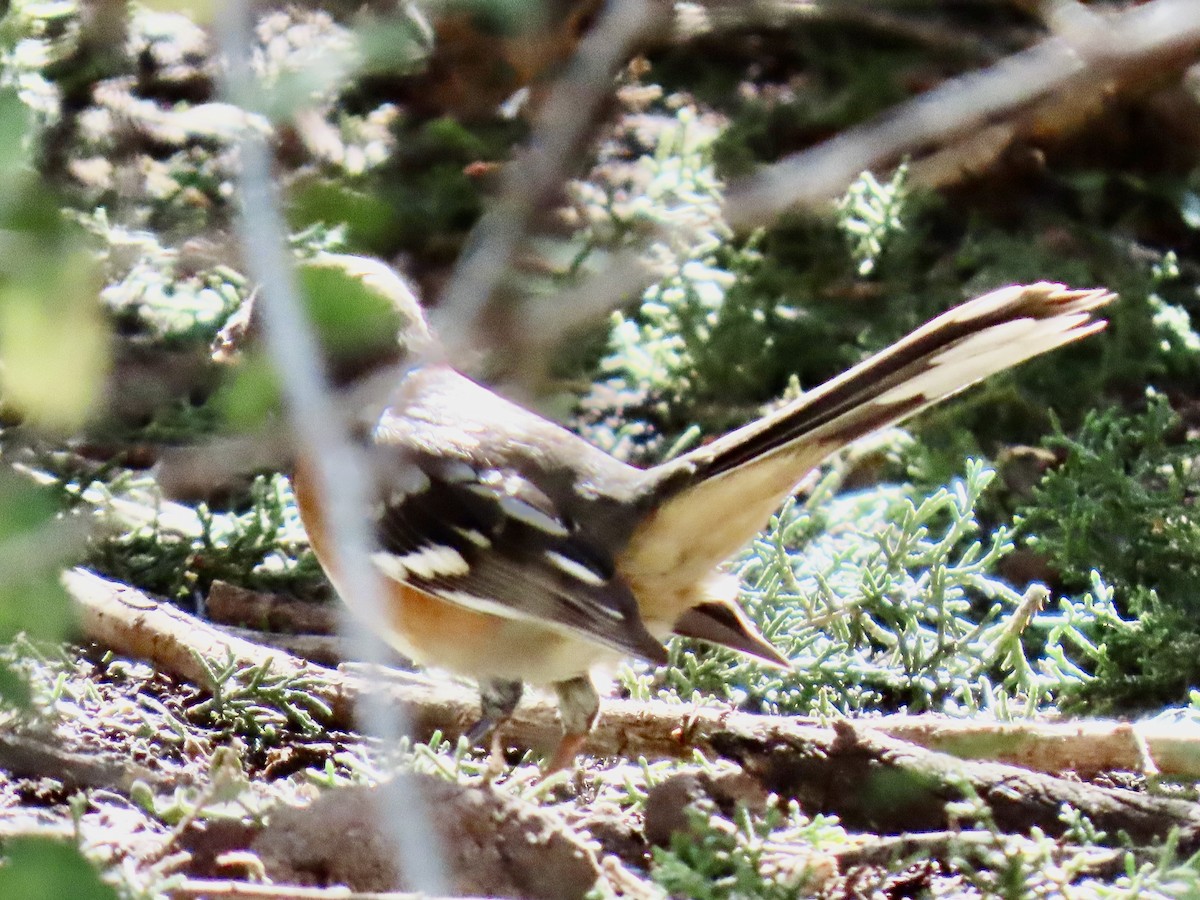 Spotted Towhee - ML644184729