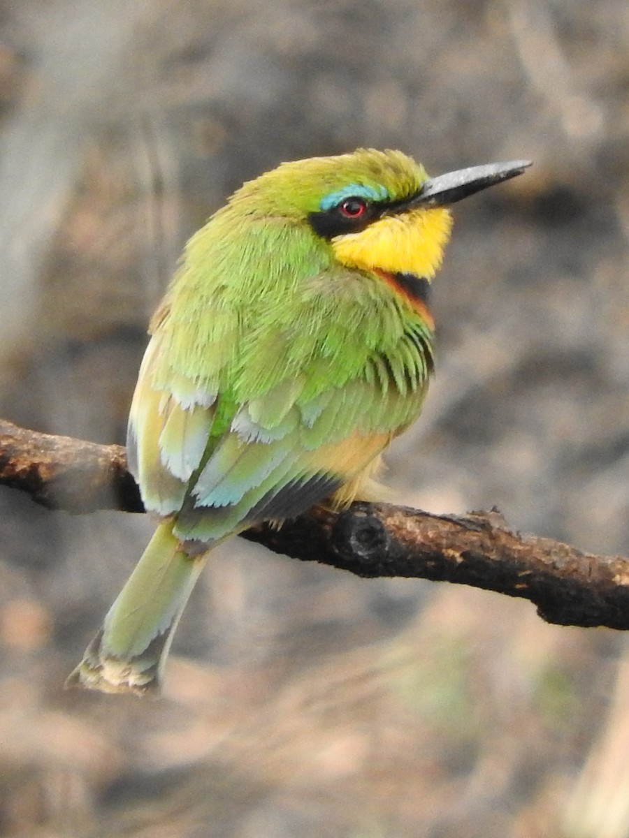 Бджолоїдка карликова - ML644184732