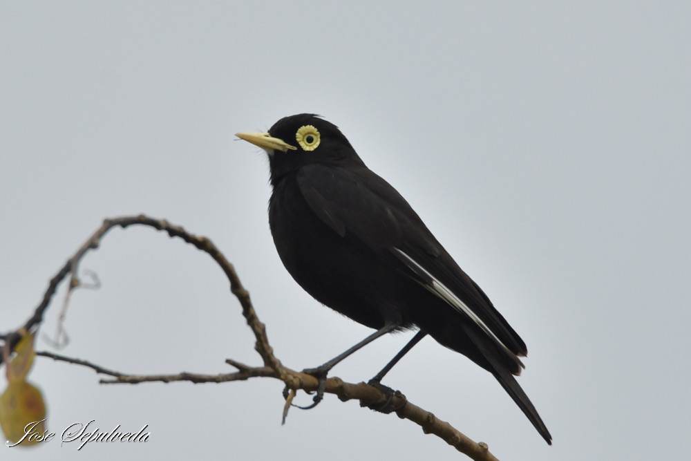 Spectacled Tyrant - ML644184737