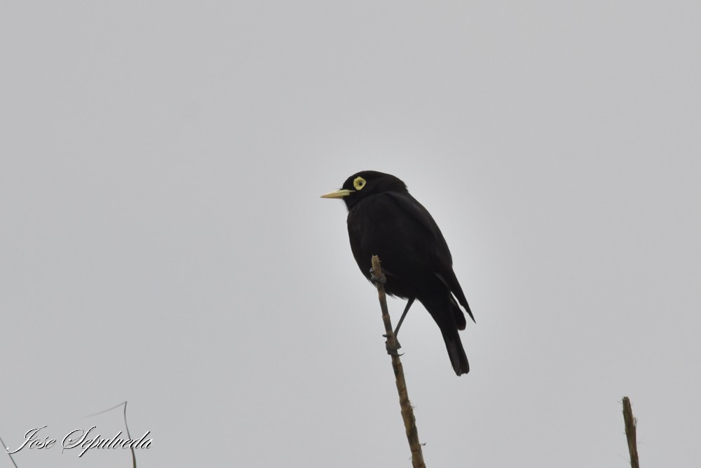 Spectacled Tyrant - ML644184738
