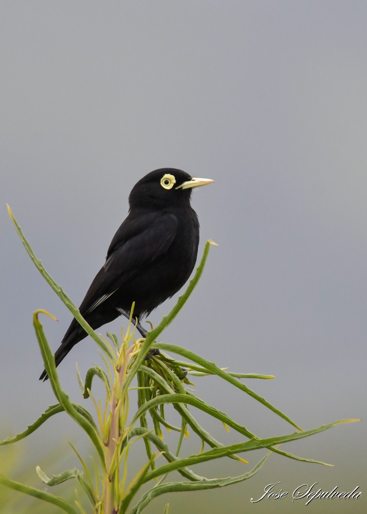 Spectacled Tyrant - ML644184740