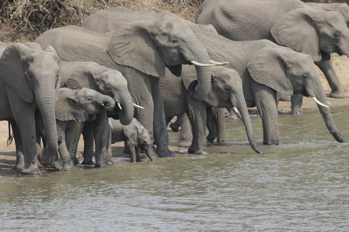 African Elephants - ML644184742