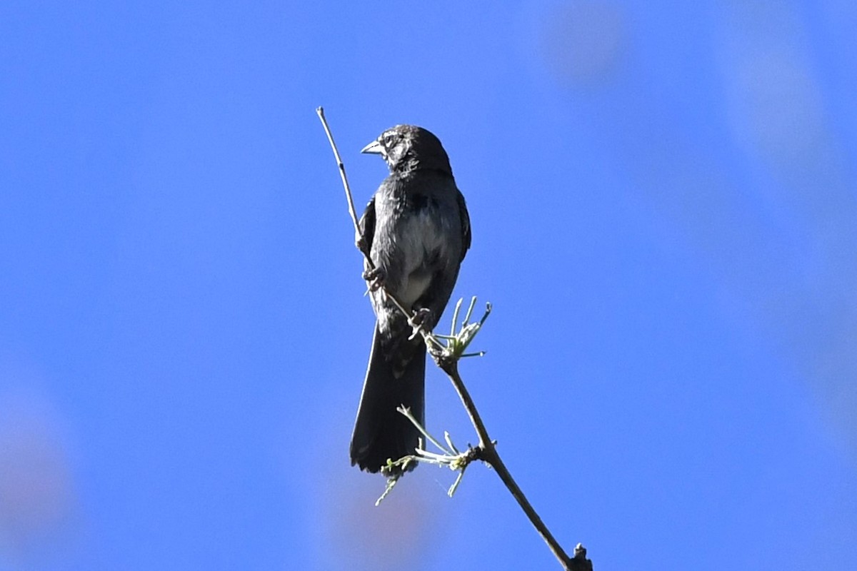 Five-striped Sparrow - ML644184758