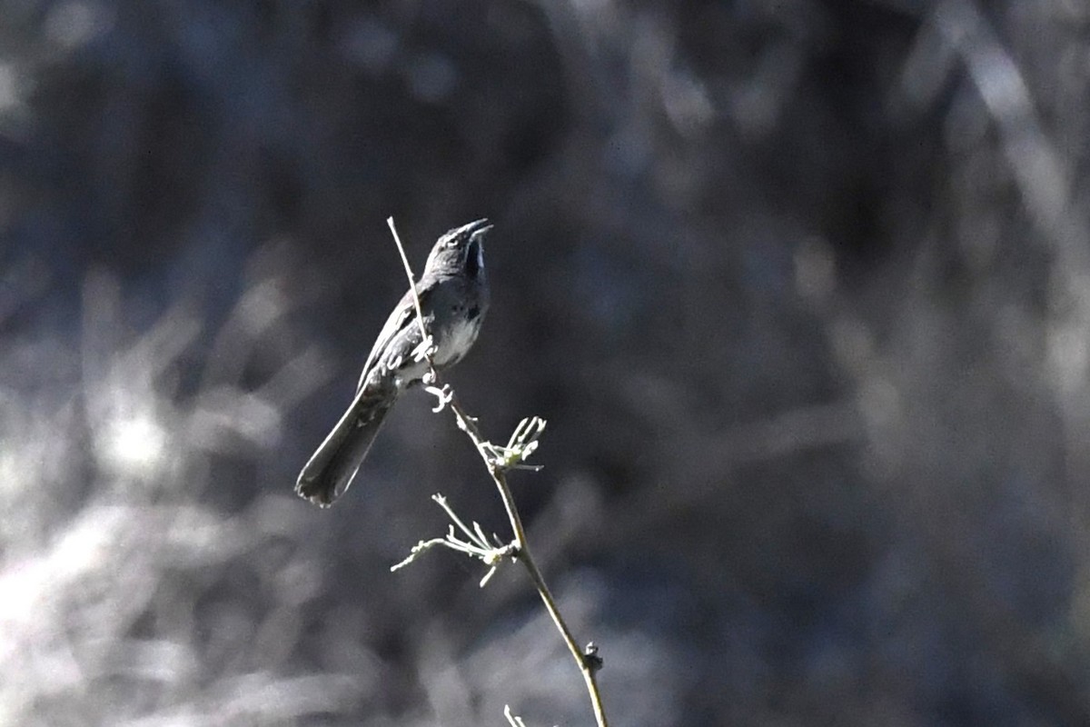 Five-striped Sparrow - ML644184759