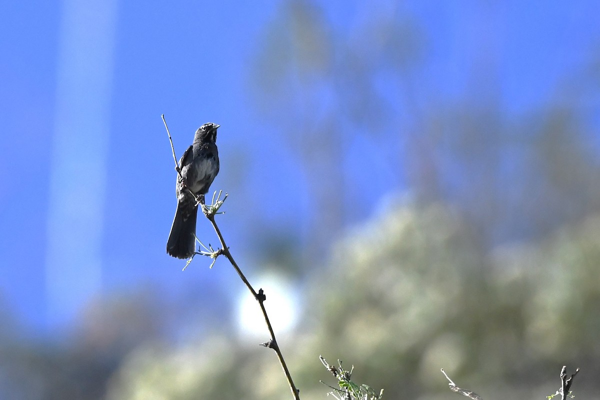 Five-striped Sparrow - ML644184760