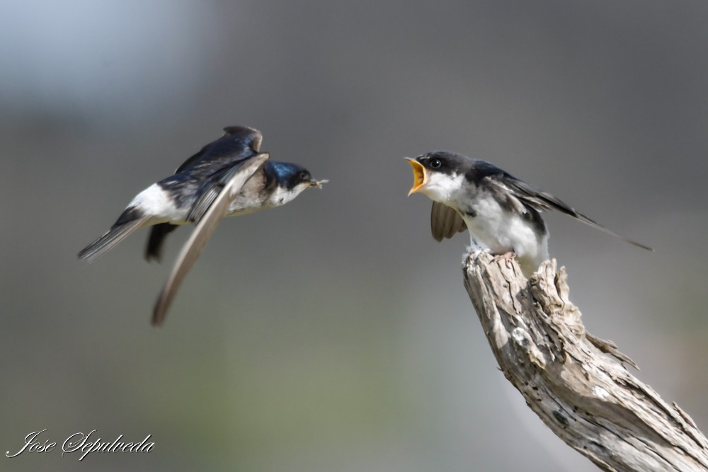 Chilean Swallow - ML644184761