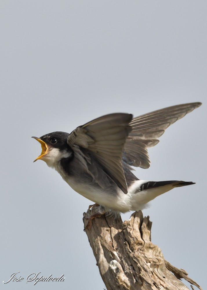 Chilean Swallow - ML644184762
