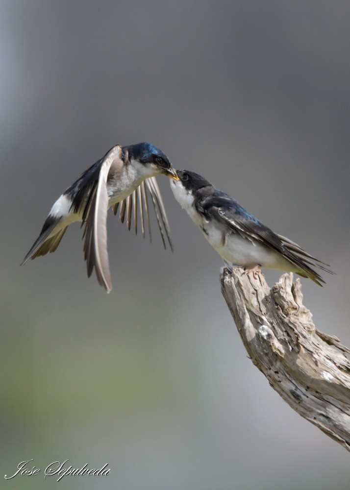 Chilean Swallow - ML644184763